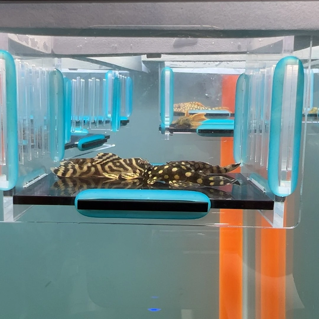 清道夫录完整开箱视频、入缸后不包损3.5左右