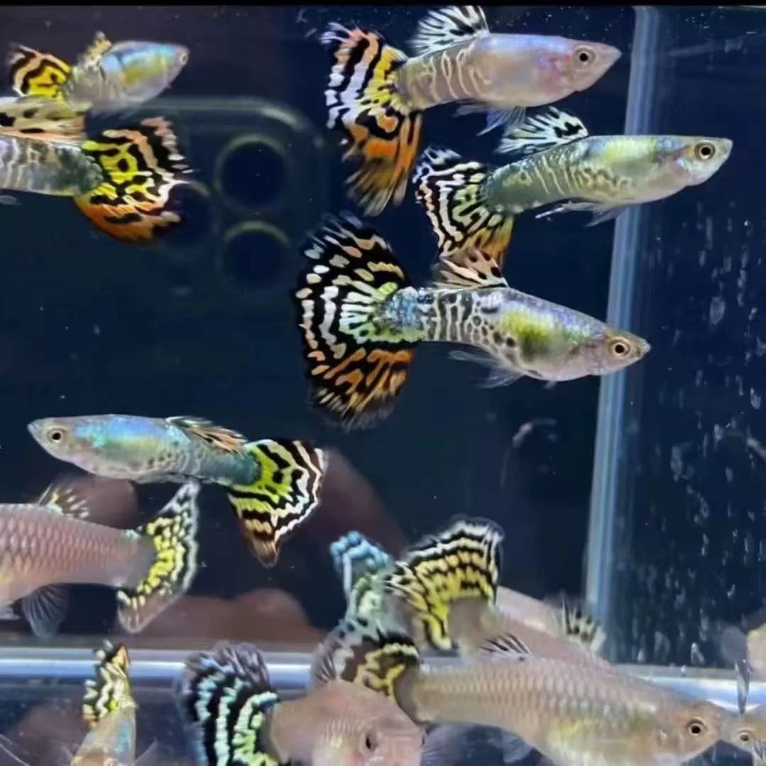 大肚子母鱼   孔雀鱼可繁衍