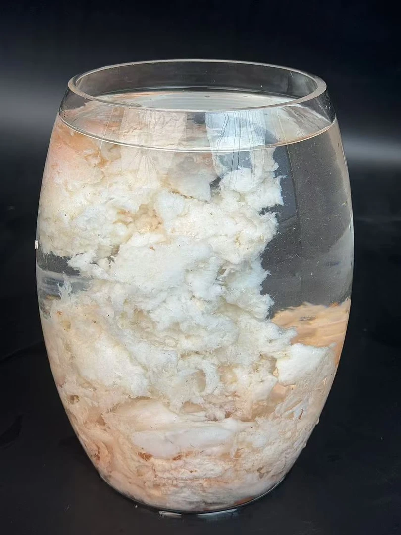 长白山石太岁(非观赏)摆件