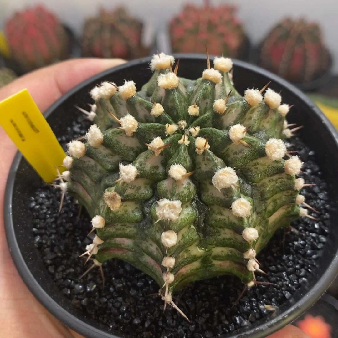 泰系高绒海神—带盆土发货