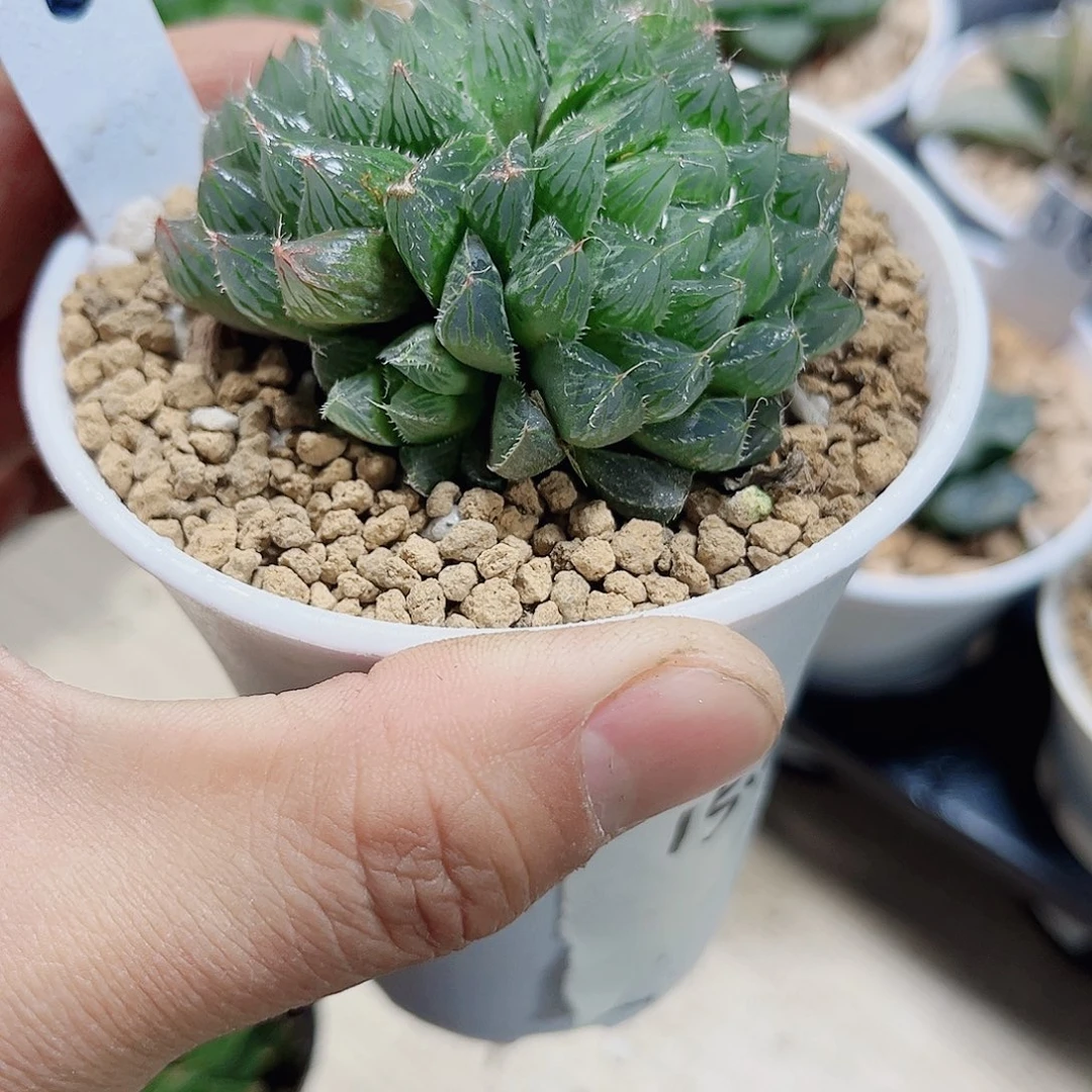 实生玉露新手好养