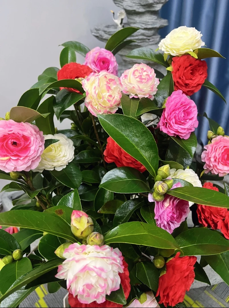 【京东送货上门加大80cm - 100cm】五色赤丹茶花带花苞可室内外种植