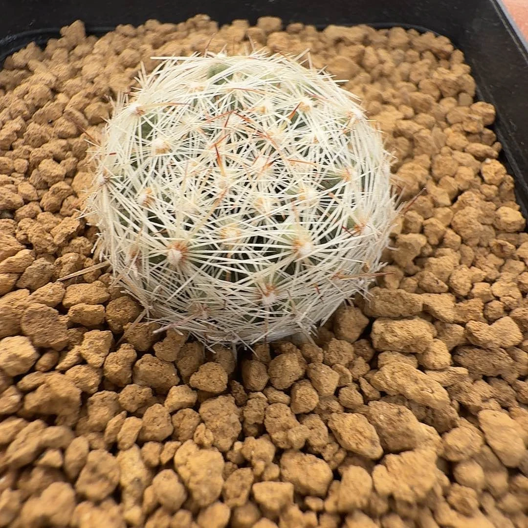 实生北极球脱土发货