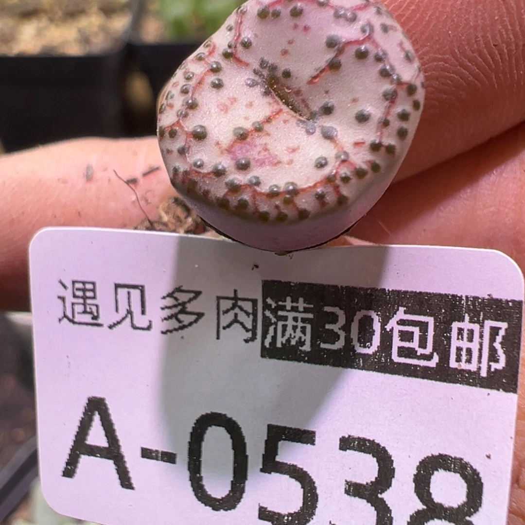 多肉植物1111111111111