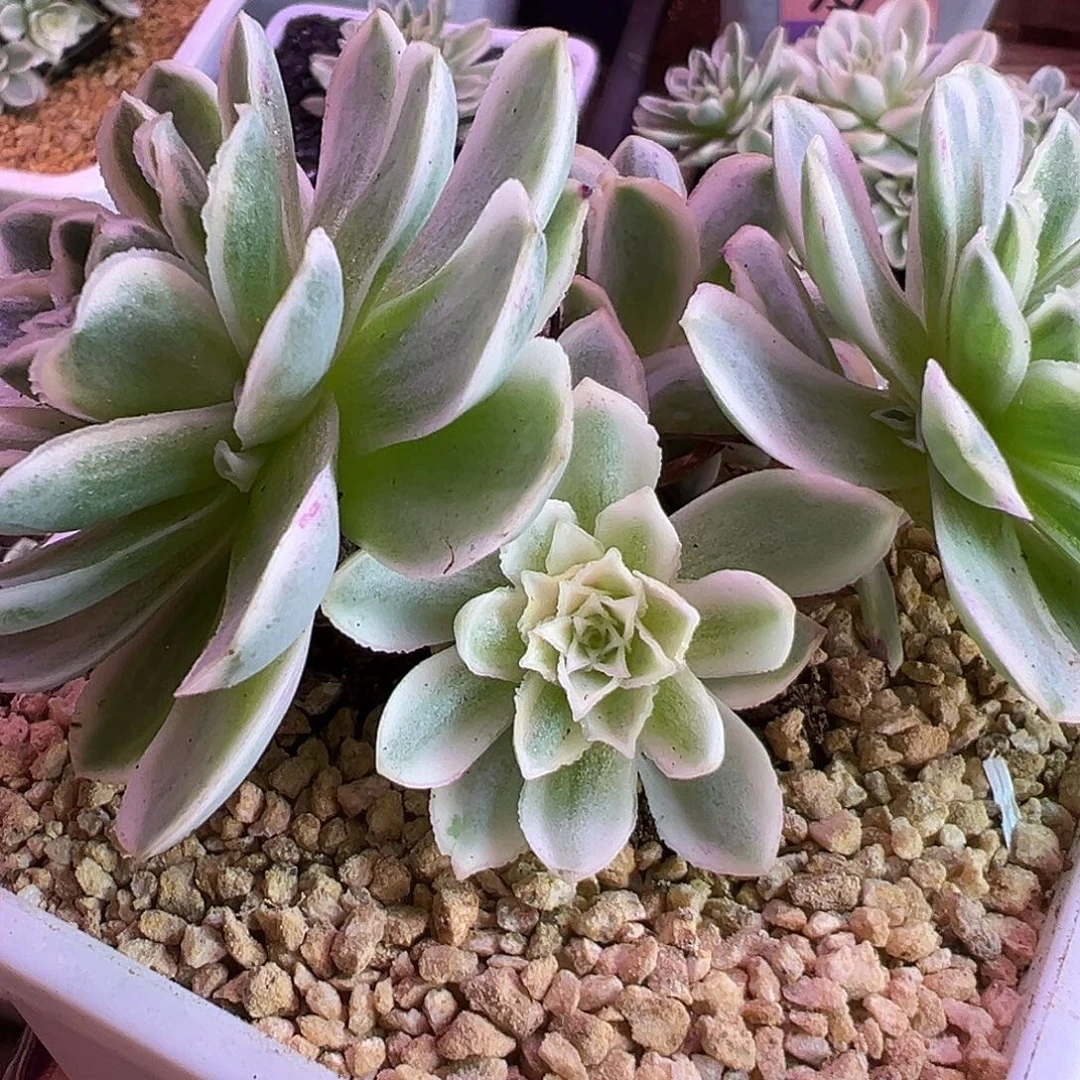 山地玫瑰锦秋夕099号