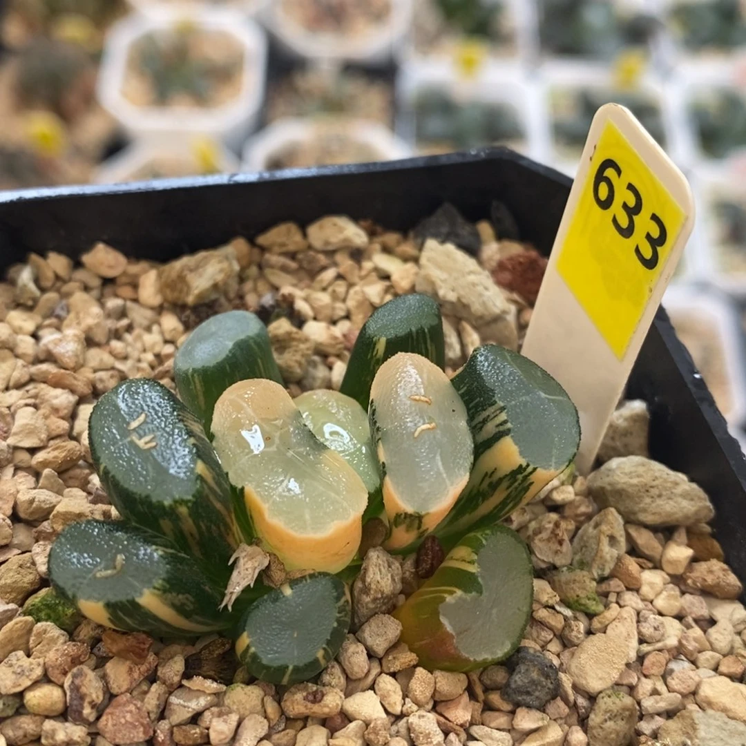 不开花植物633透镜