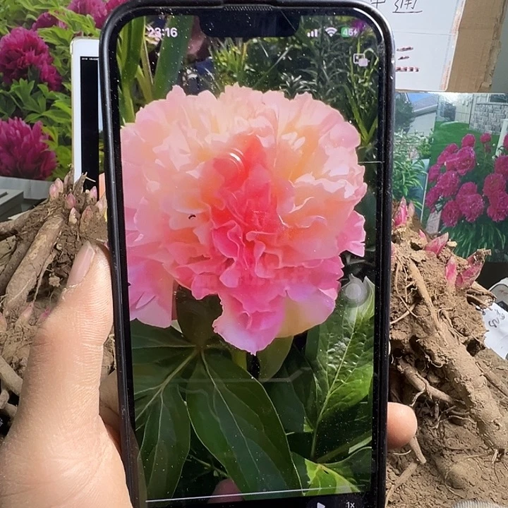 完全开放路易斯的选择