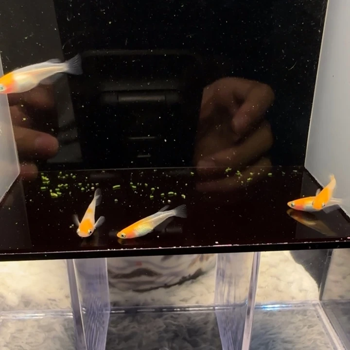 青鳉鱼小町红白繁殖组5条