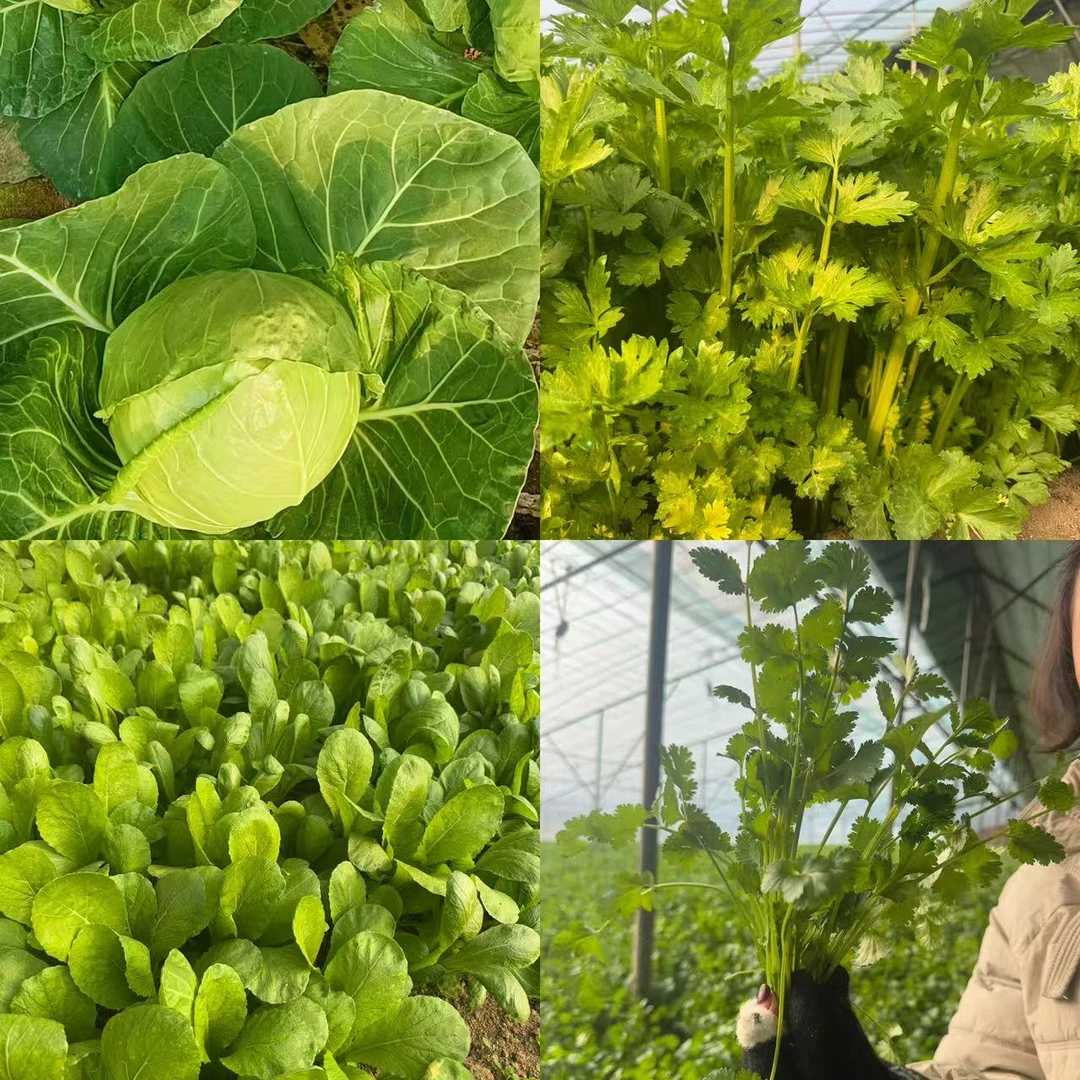 新鲜采摘蔬菜包  芹菜+小白菜+大头菜+香菜  只卖辽宁省内