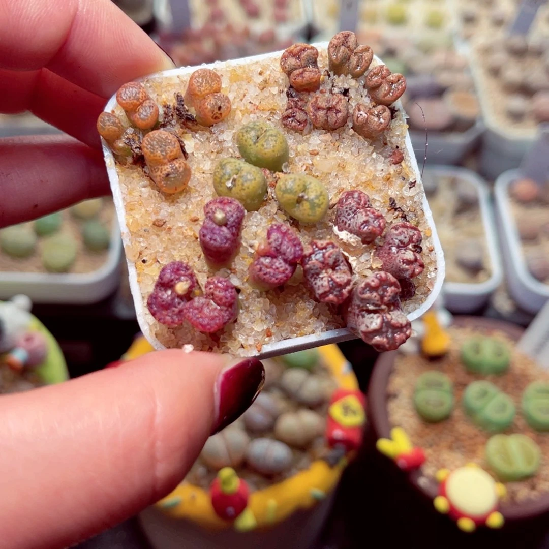 248号带盆盆包邮发货