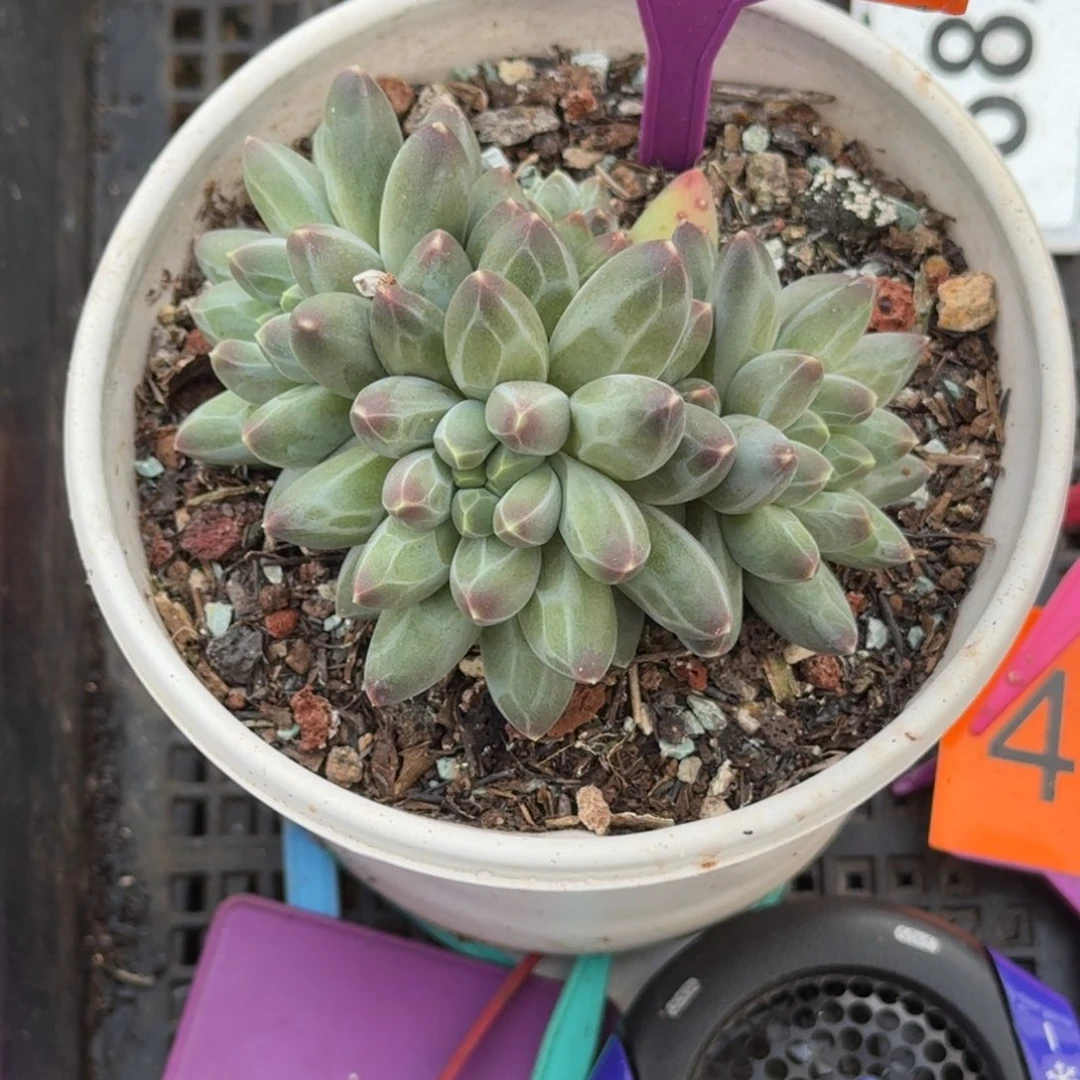 多肉植物申公豹群564