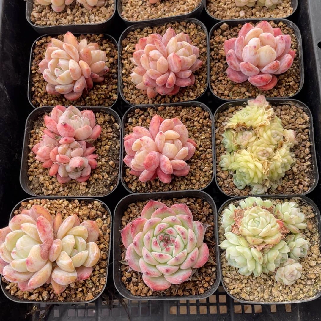 多肉植物十二个精品组040