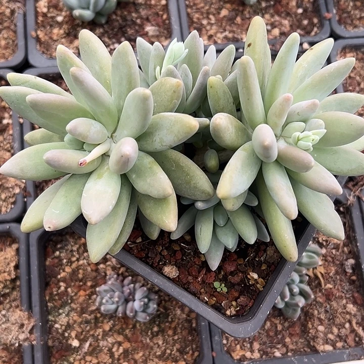 白兰地群生多头多肉