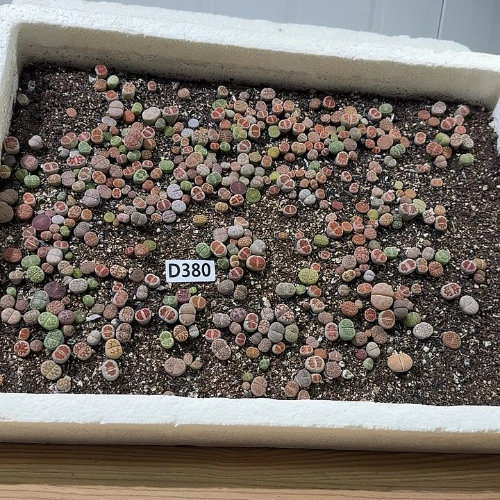 生380石花整筐脱土发货