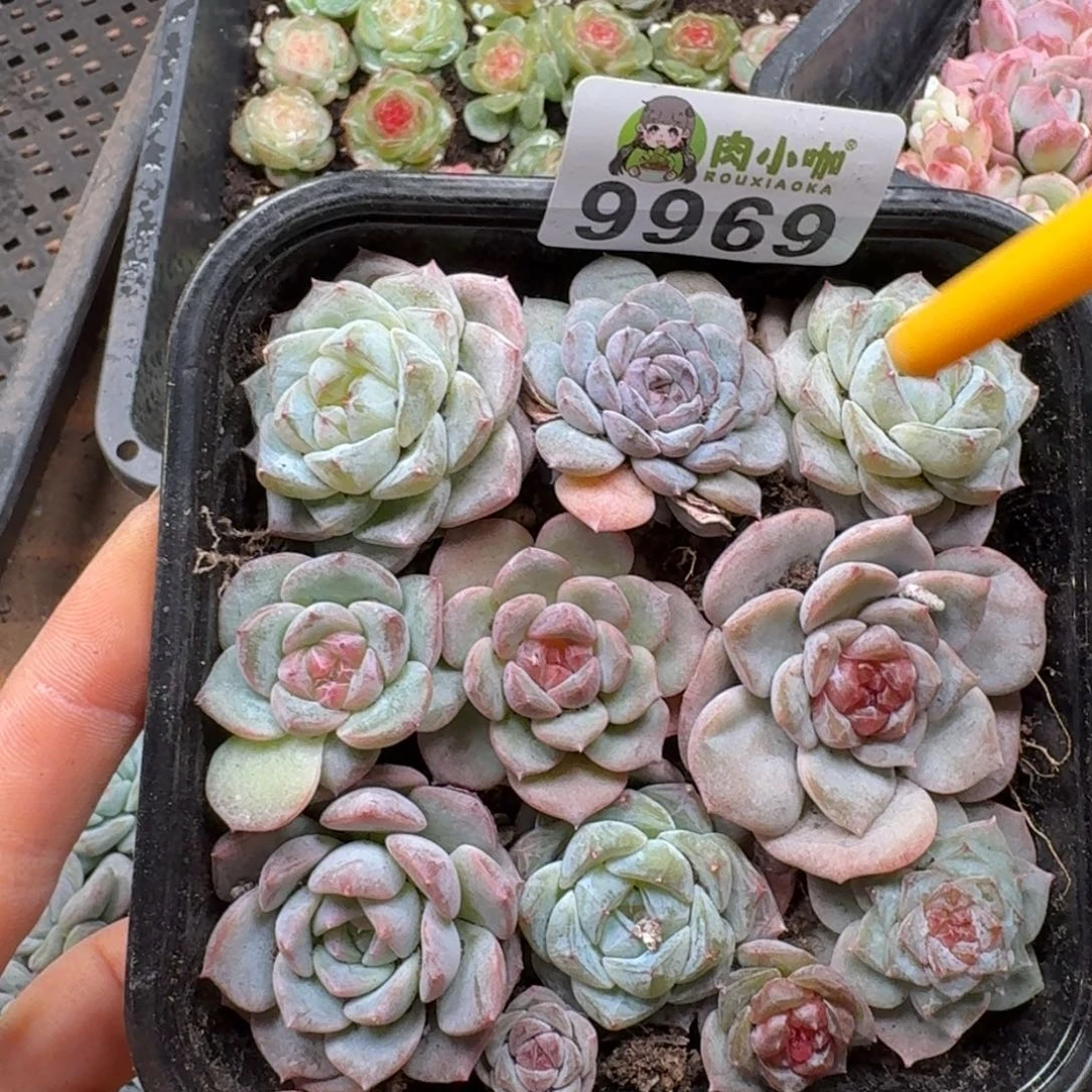 柒***默多肉植物多肉植物