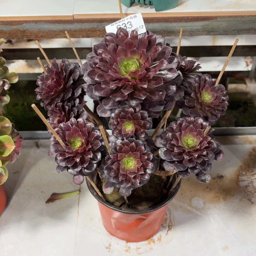 633黑铜壶多肉植物法师多肉