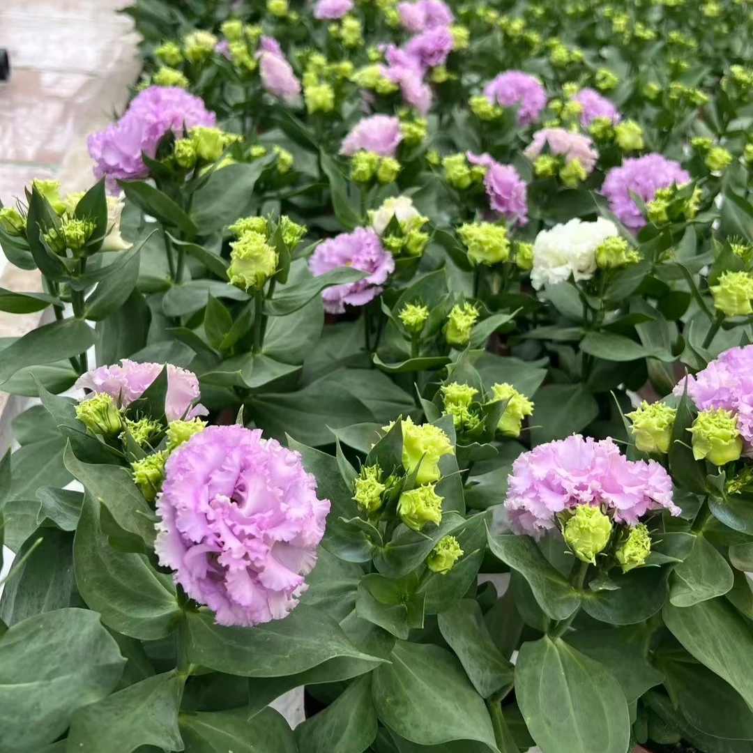 洋桔梗重瓣盆栽花带花带花苞阳台庭院植物宜养活