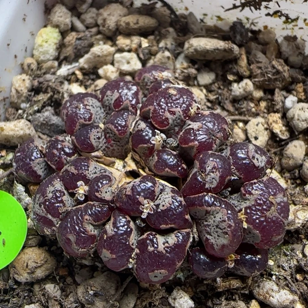 超碟群多肉植物48