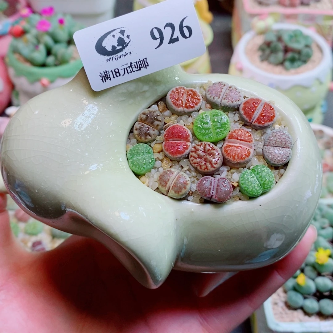 生石花花花花花花926