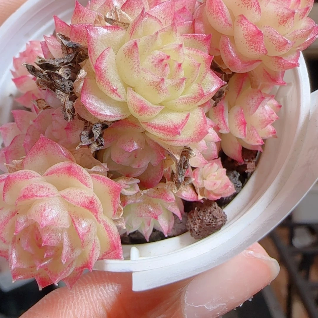 花语多肉0104-54散