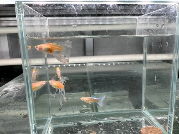 精养蓝白绣球孔雀鱼