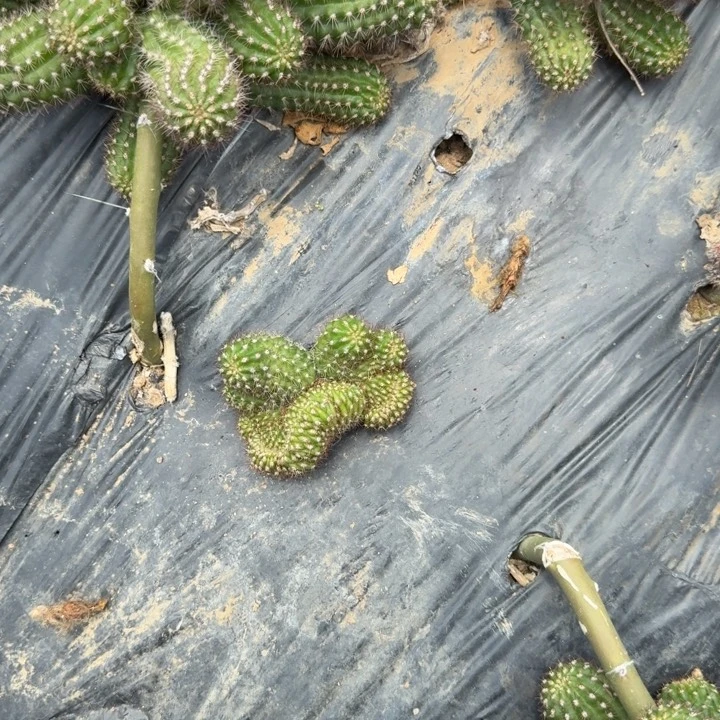 勿**安白檀仙人掌缀化侧芽305