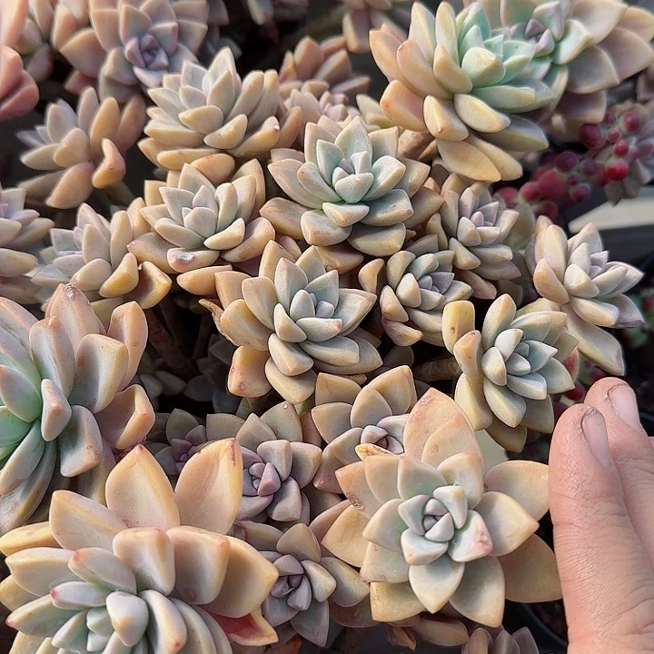 大号淡雪多肉植物