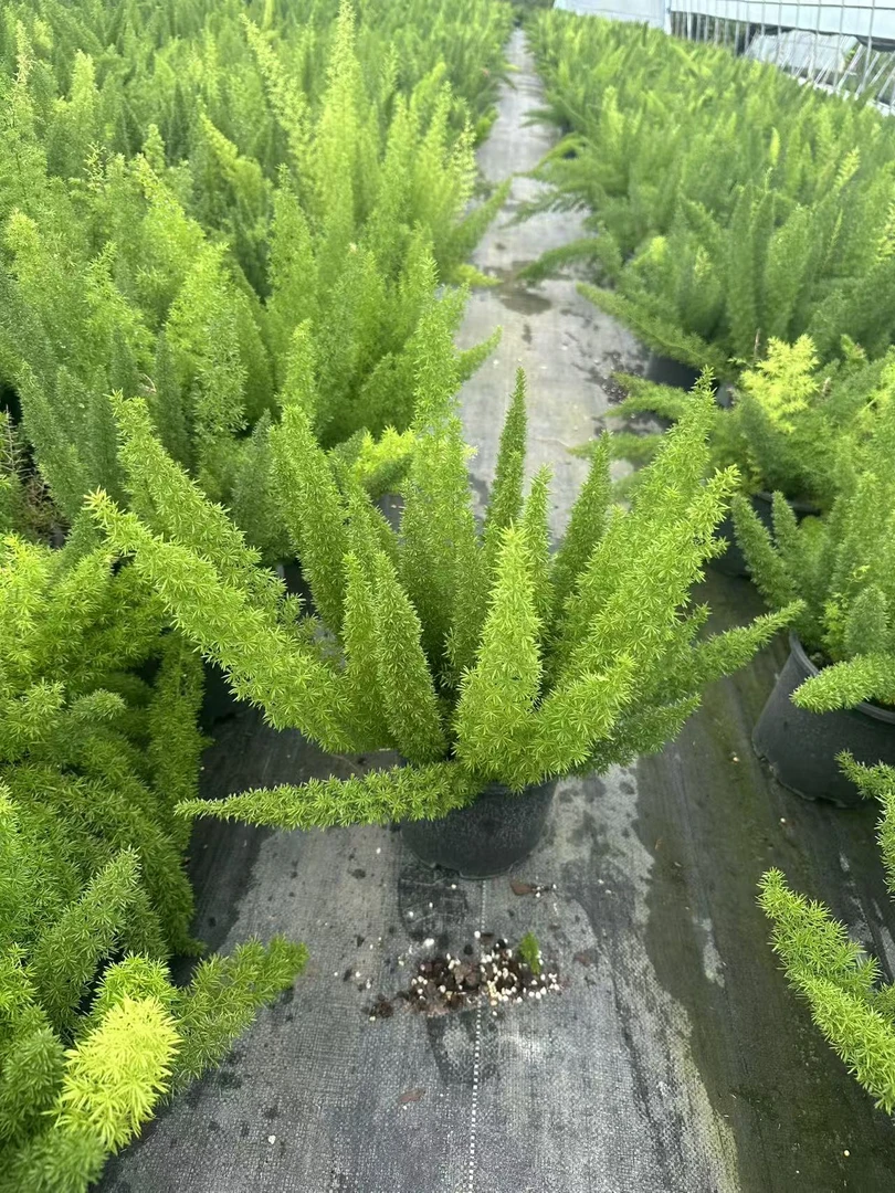狐尾天门冬   观叶观花四季常绿植物耐热
