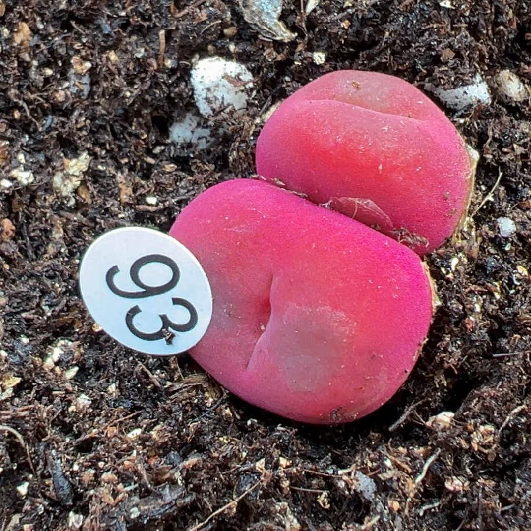 多肉植物111111111111111科