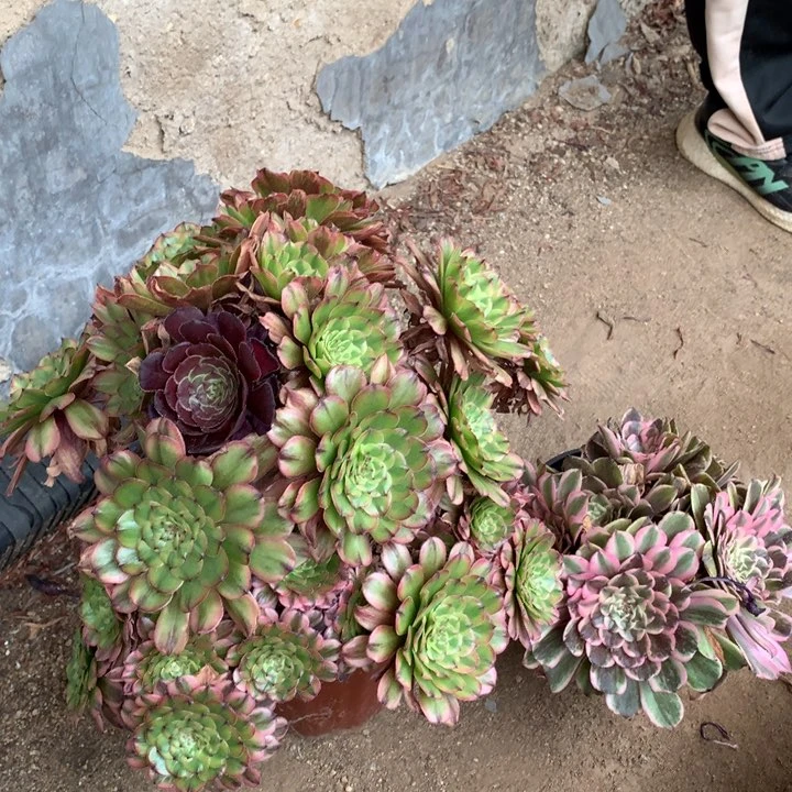 不包损515号佳丽和粉墨