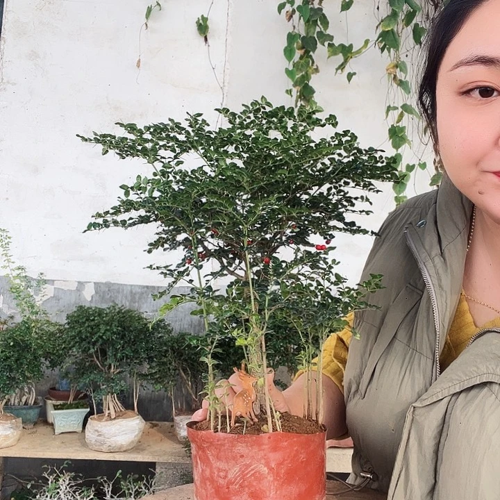 无花朵不退不换也不知道什么原因