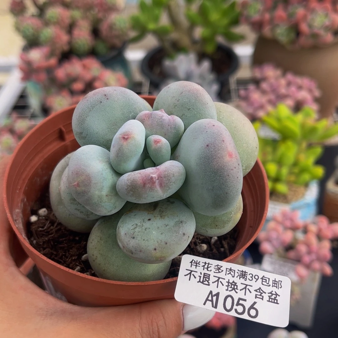 056-大叶奶酪 有断枝多肉6cm