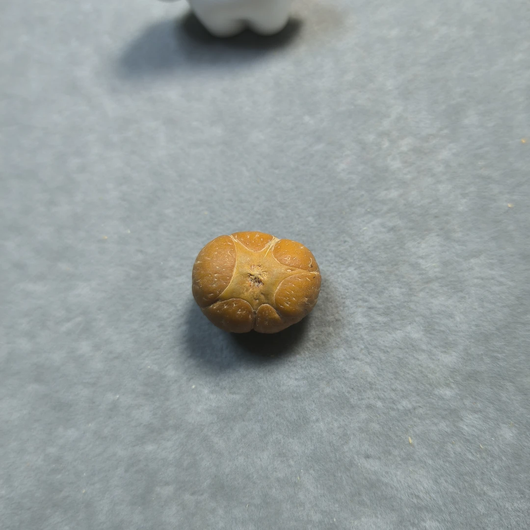 〖F62104〗直径21mm厚13.7mm六星单颗尼泊尔凤眼菩提