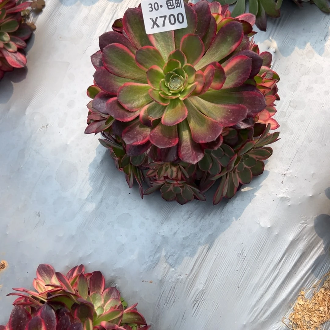 燕*700黑魔锦，多肉法师