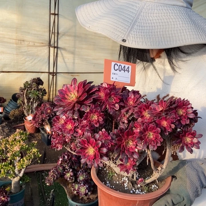 思*044铜壶超白锦