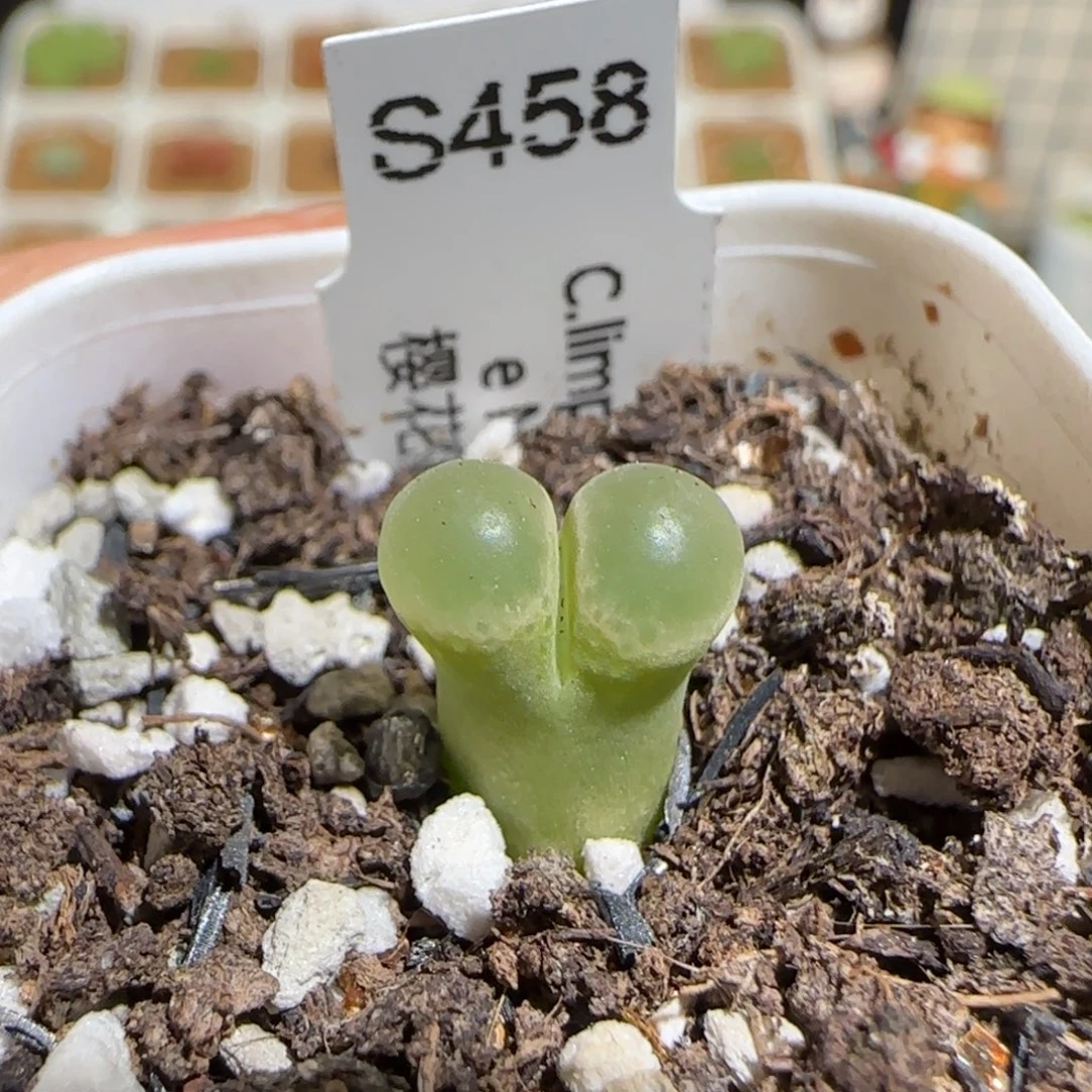 肉锥多肉植物组合-粉樱913