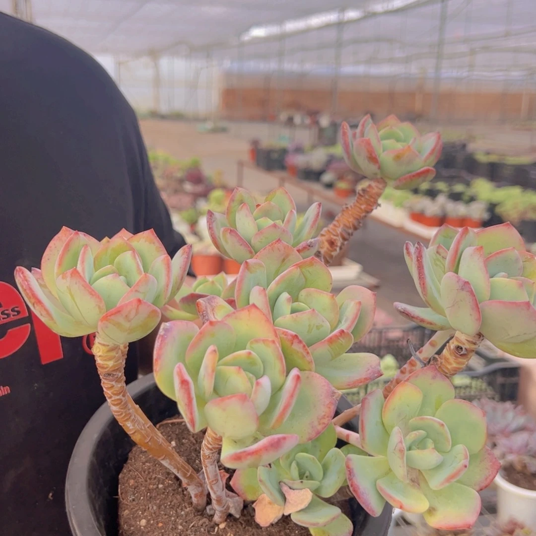 白月光高桩老桩，230杯黑盆