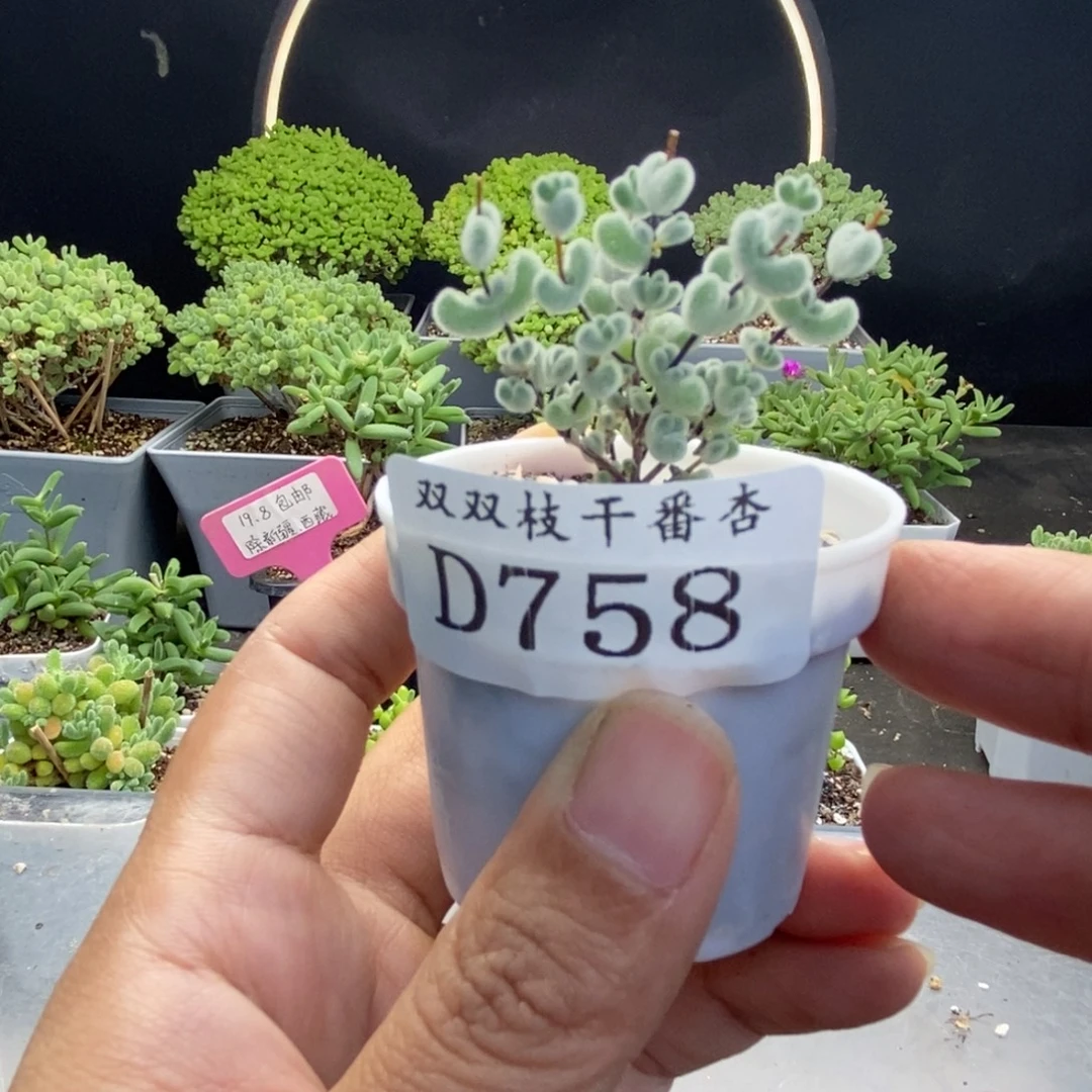 758莱斯。