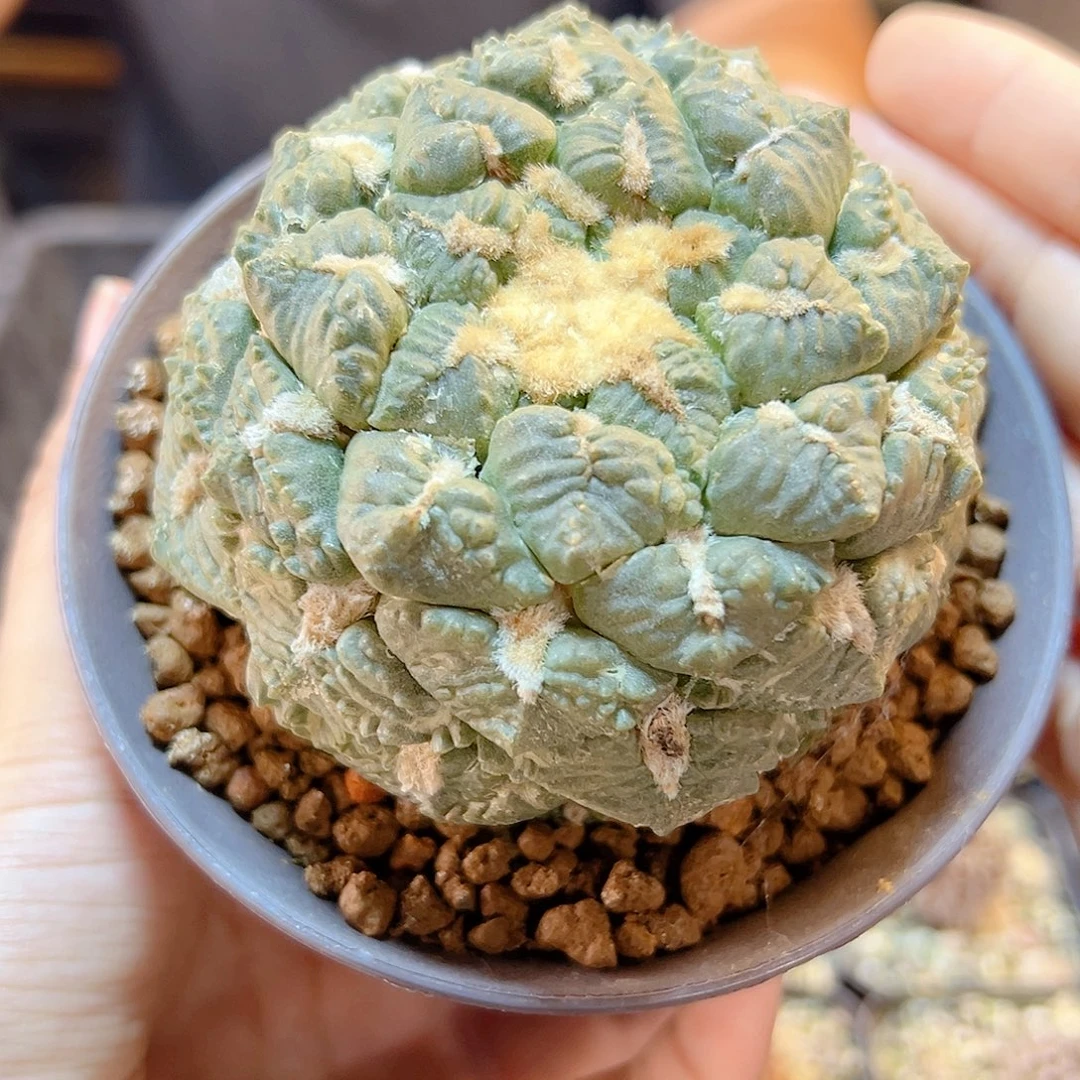 5号自根丸尤龟甲连山8.2公分带盆