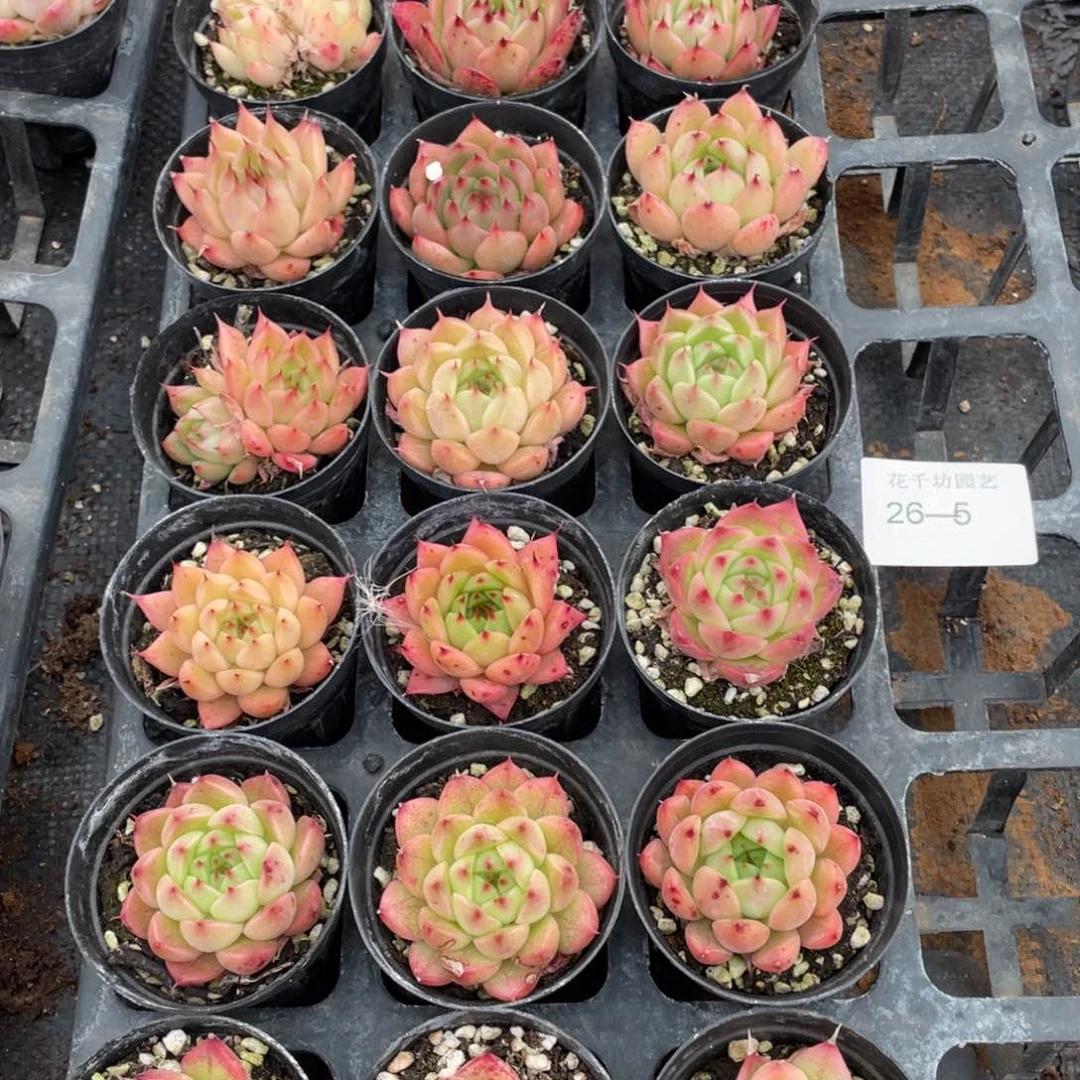 一物一拍18棵26-5