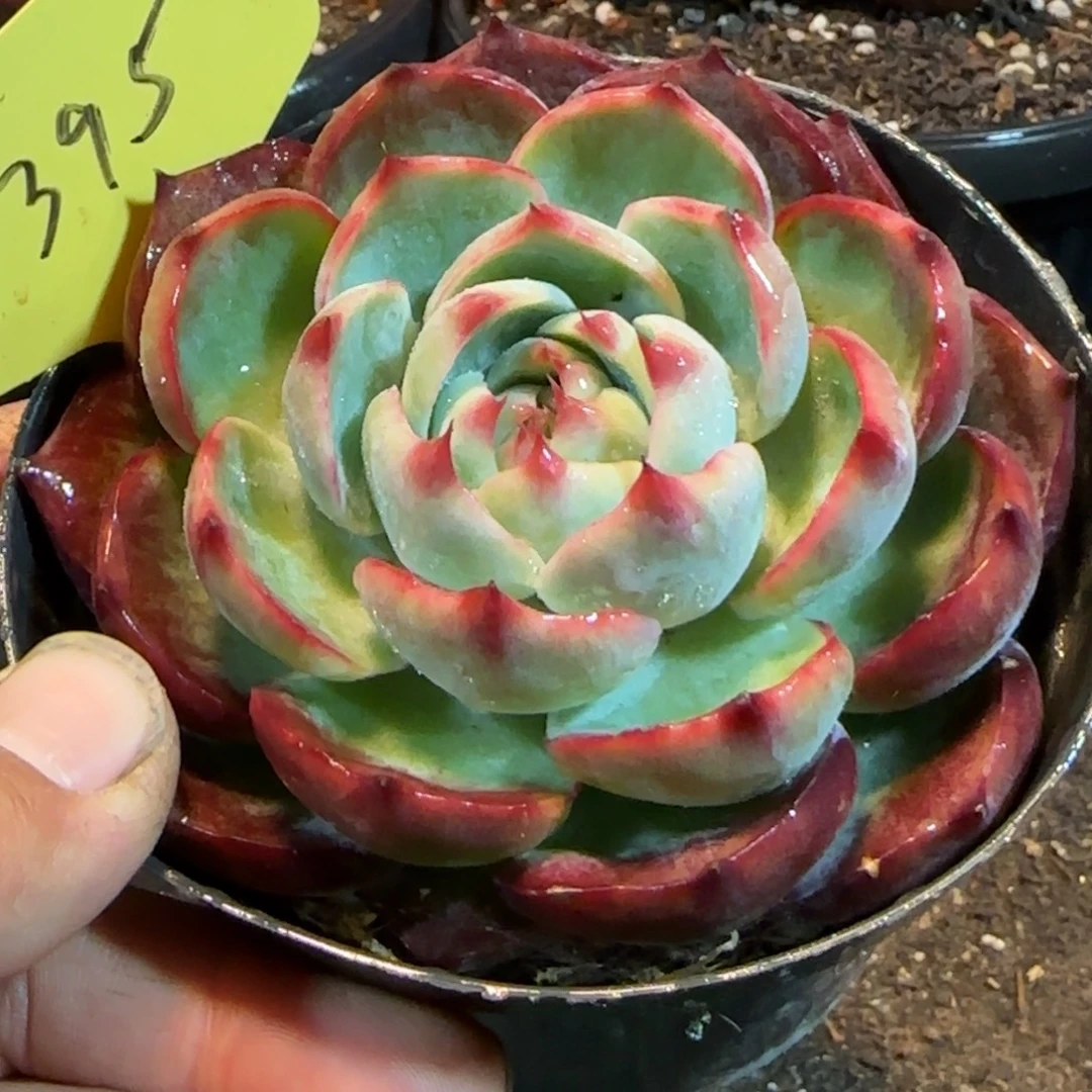 惊鸿一物一拍包装收缩花旱395