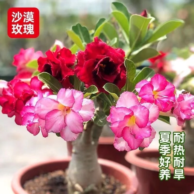 四年重瓣沙漠玫瑰盆栽观花多肉植物老桩室内外绿植盆景四季开花