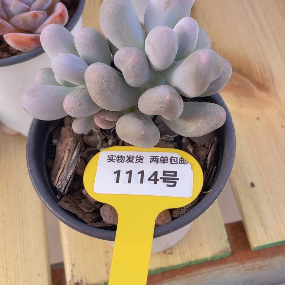 1114号 韩货米可奶酪双头一个