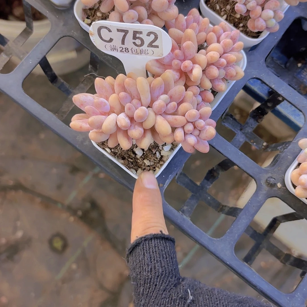 C752桃花奶一物一拍