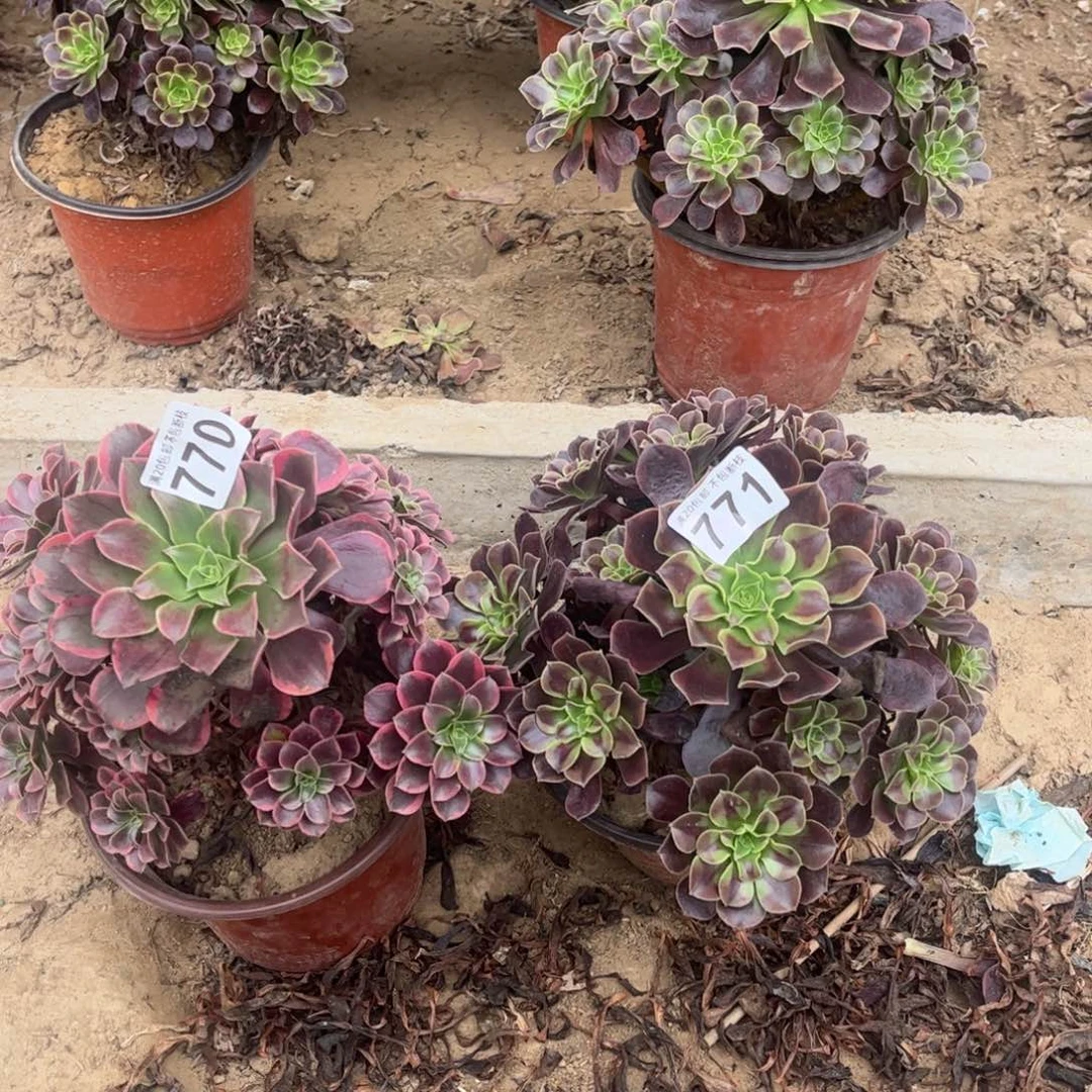 欧嘉莉金丝雀771 770不包断枝