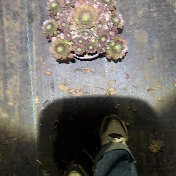 一单包邮不包侧枝105