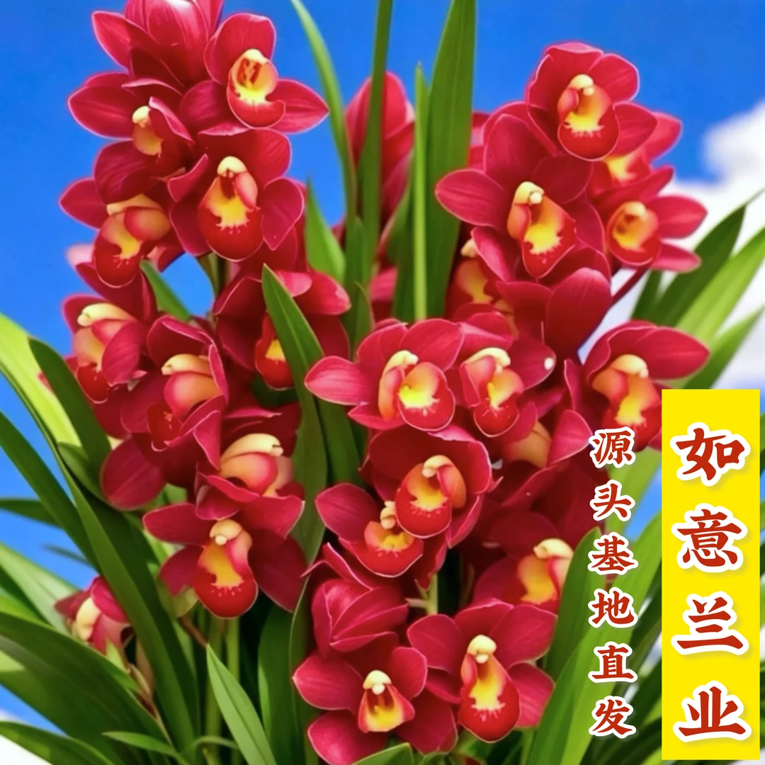 大花蕙兰【大红袍带3-4支花剑】室内精品兰花绿植盆栽浓香型年宵花