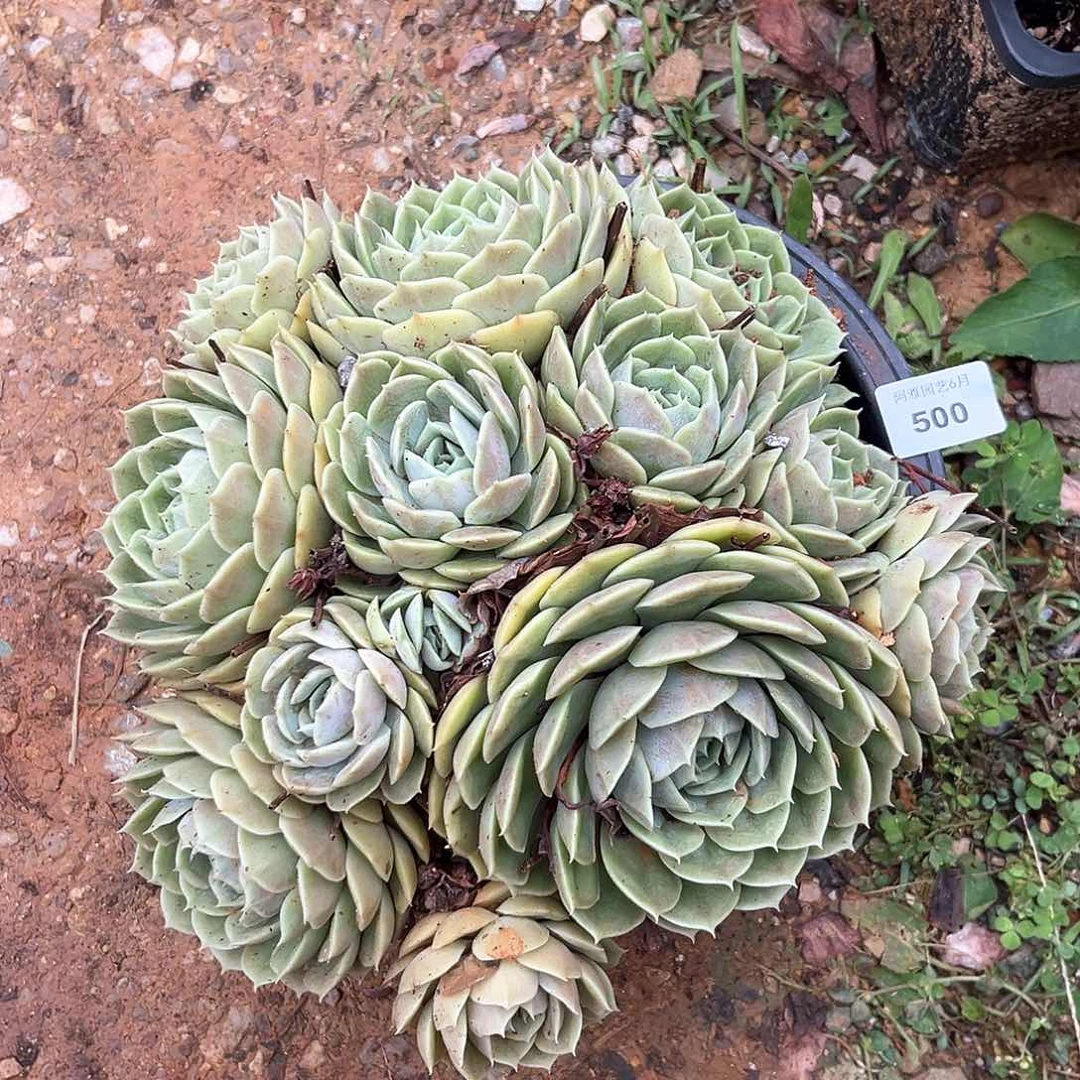 阿雅园艺。    500昂斯诺