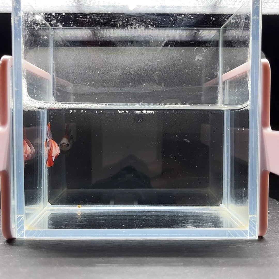 海胆宙斯斗鱼竞拍11-21