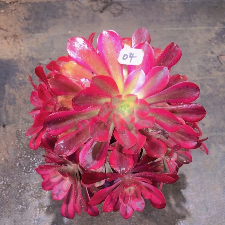 一物一拍美杜莎04